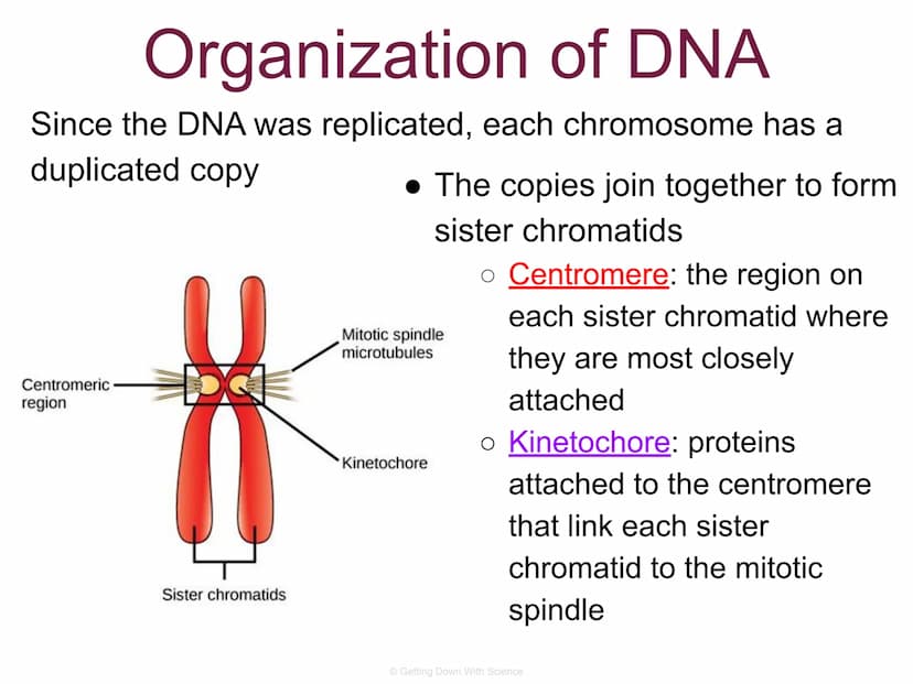 
<p>The cell division process is an integral part of life. It allows for the reproduction of cells, growth of cells, and tissue repair.</p>
