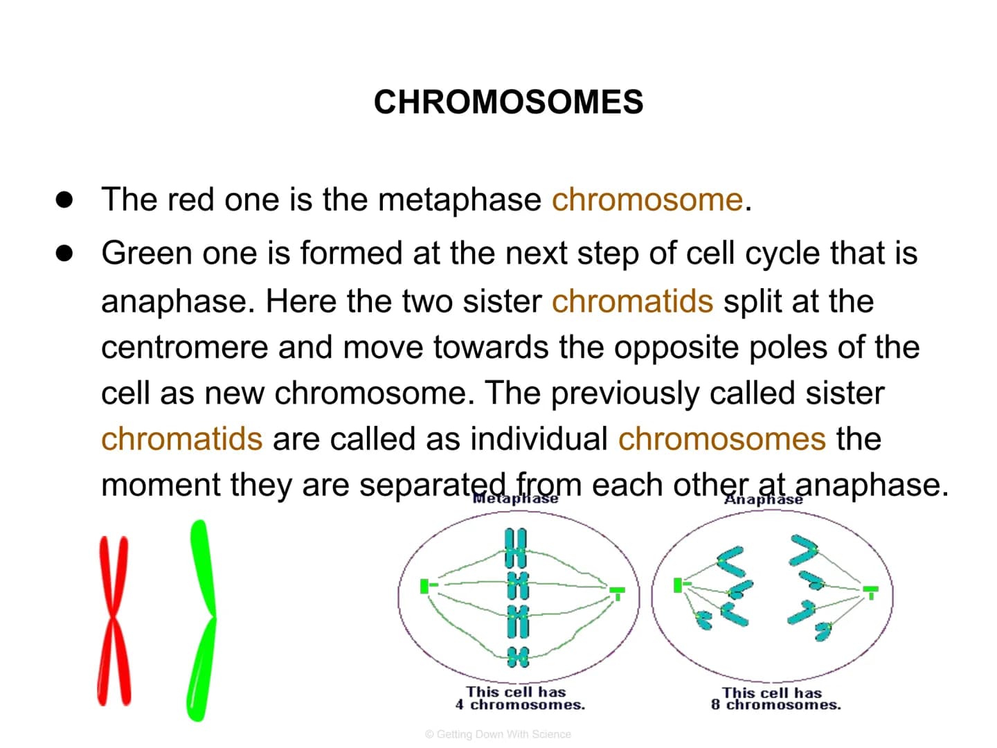 
<p>The cell division process is an integral part of life. It allows for the reproduction of cells, growth of cells, and tissue repair.</p>
