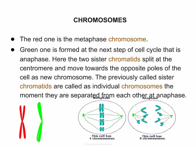 
<p>The cell division process is an integral part of life. It allows for the reproduction of cells, growth of cells, and tissue repair.</p>
