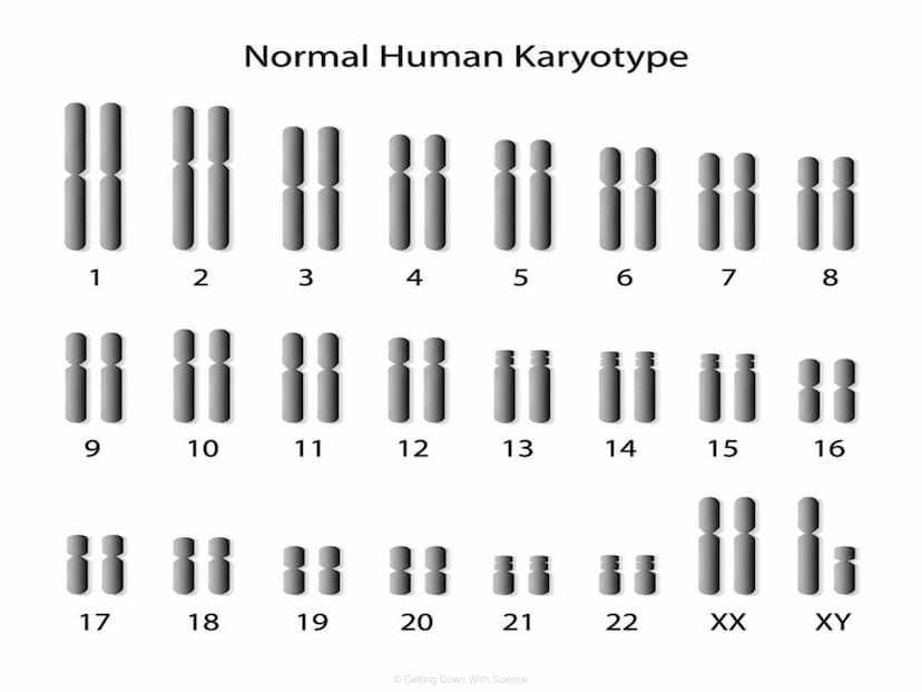 
<p>The cell division process is an integral part of life. It allows for the reproduction of cells, growth of cells, and tissue repair.</p>
