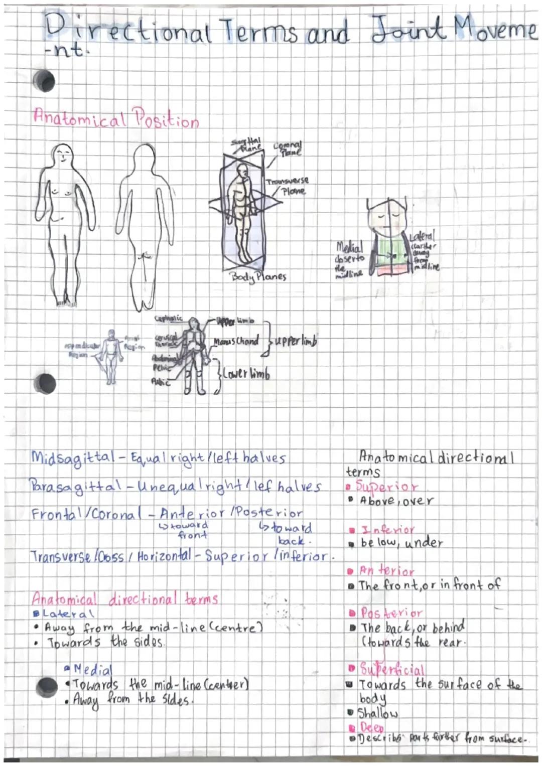 Anatomy and Physiology notes