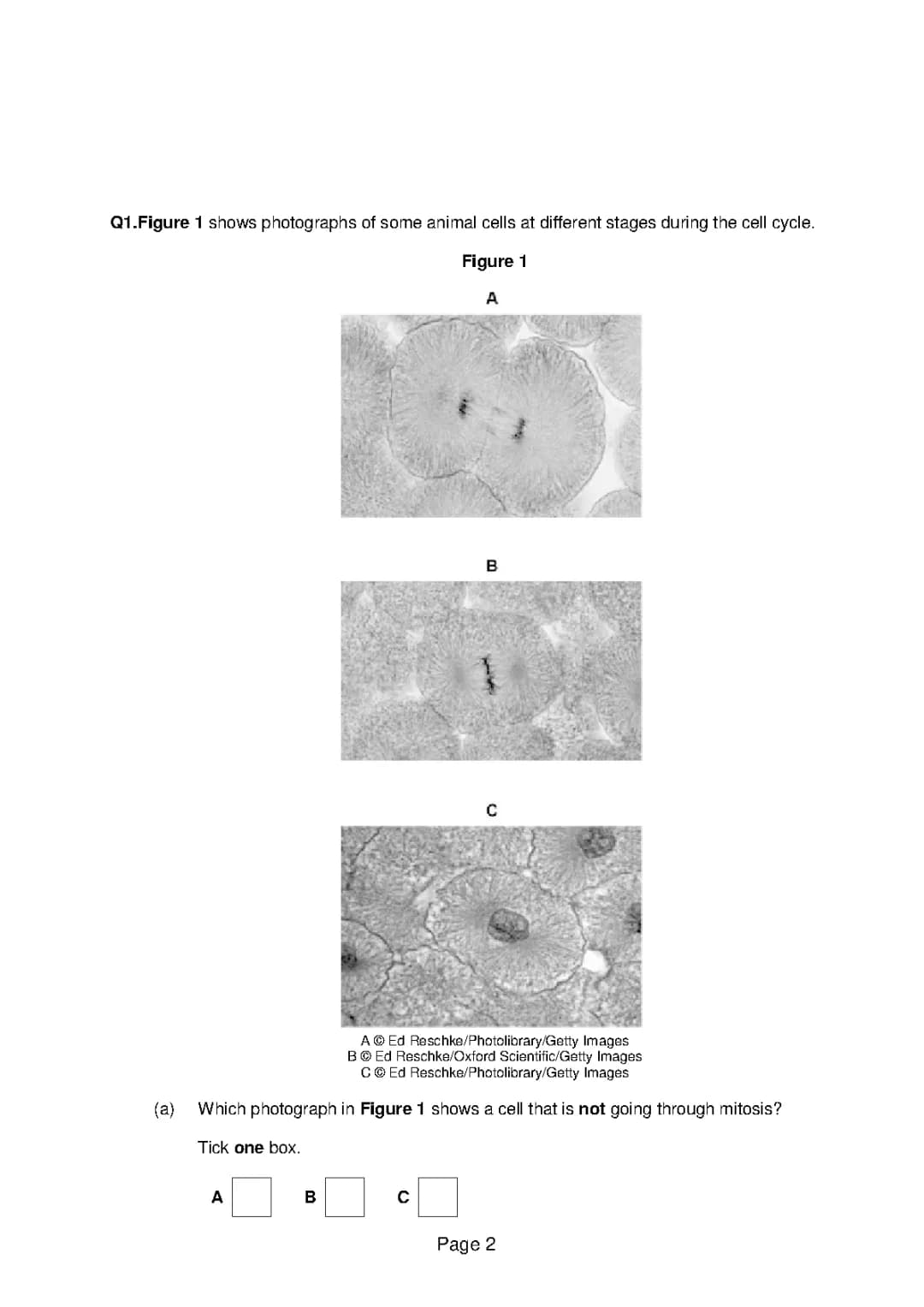Advantages and Disadvantages of Electron Microscopes: What You Need to Know