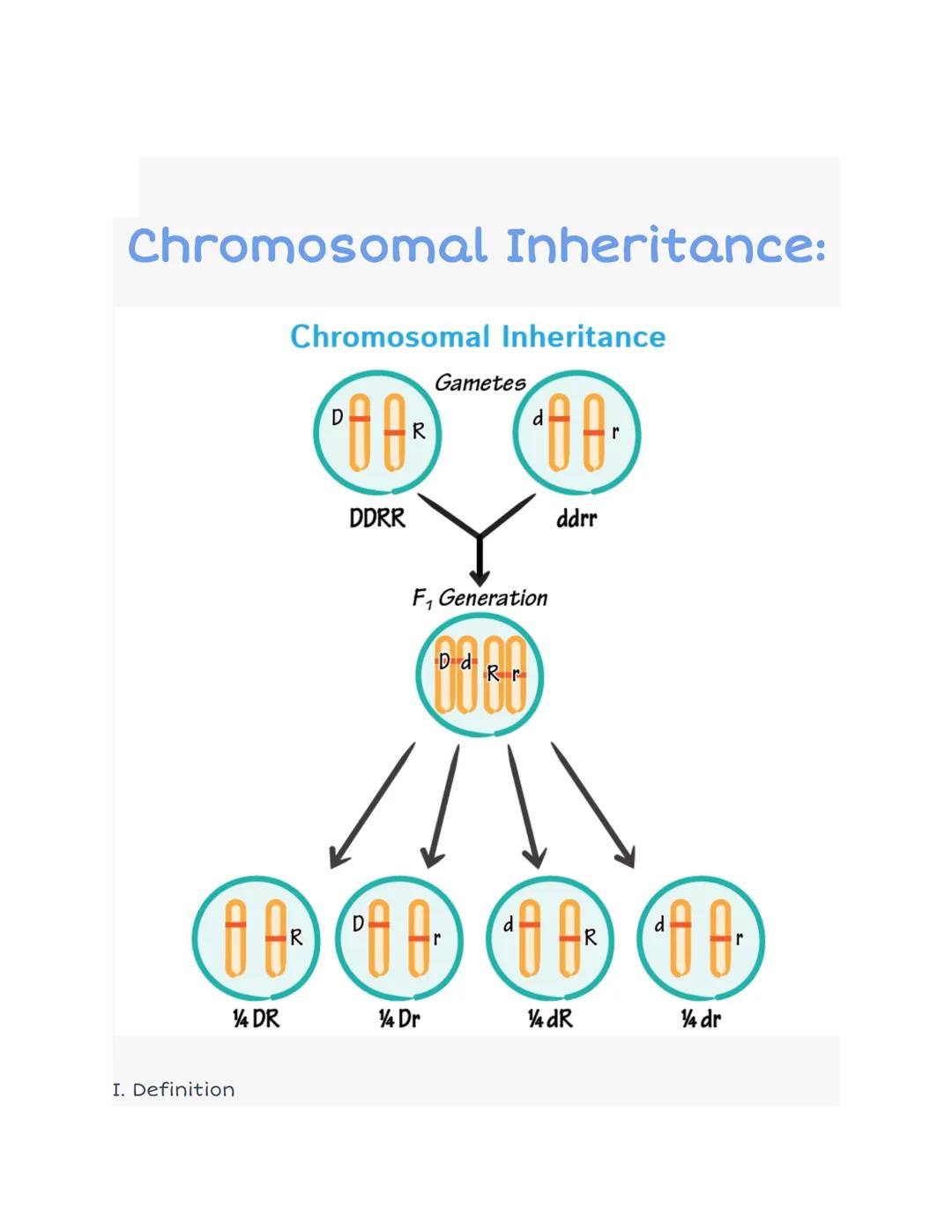 Chromosomal Inheritance:
14 DR
Chromosomal Inheritance
D
d
(288²)
R
(¹08)
I. Definition
DDRR
Gametes
F₁ Generation
D d
D
++++
(8 8³) (8 8²) 