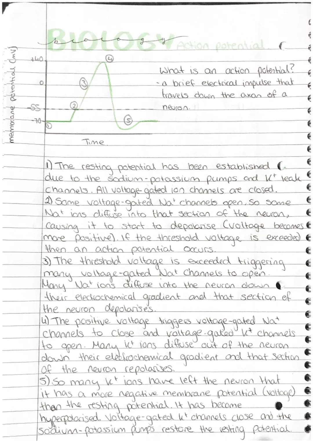 membrane potential (mv)
صالب
O
-SS
Biolo Action potential_
C
What is an action potential?
- a brief electrical impulse that
travels down the