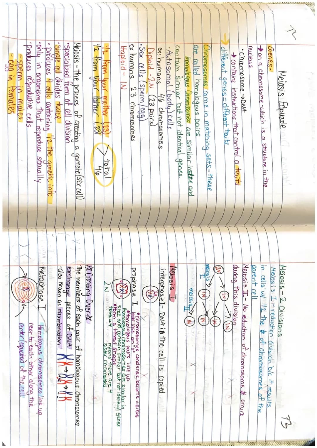 
<h2 id="introductiontogenesandchromosomes">Introduction to Genes and Chromosomes</h2>
<p>Genes are located on chromosomes, which are struct