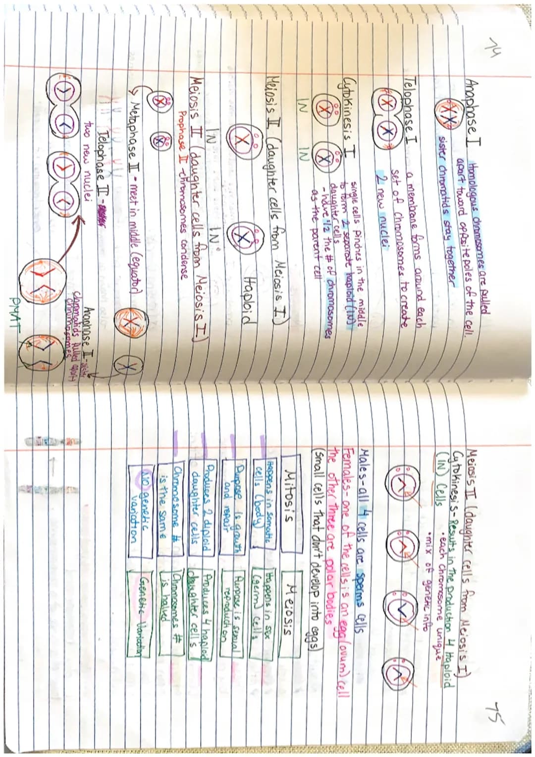 
<h2 id="introductiontogenesandchromosomes">Introduction to Genes and Chromosomes</h2>
<p>Genes are located on chromosomes, which are struct