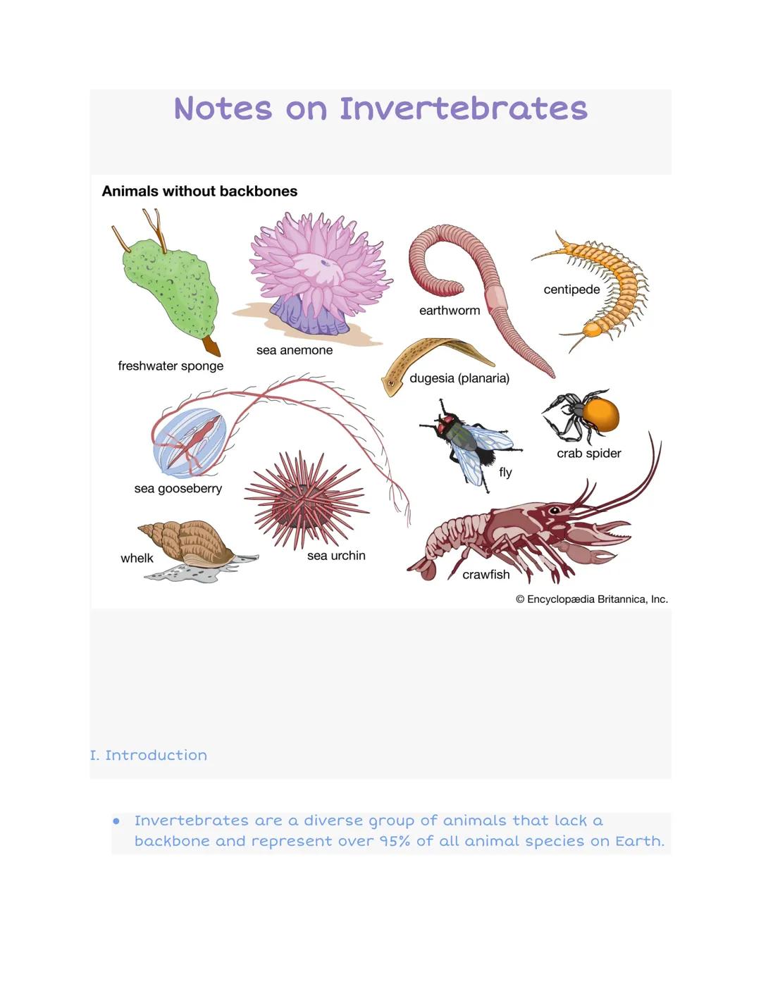 # Notes on Invertebrates

Animals without backbones

freshwater sponge
sea anemone
earthworm
centipede
dugesia (planaria)
sea gooseberry
cra