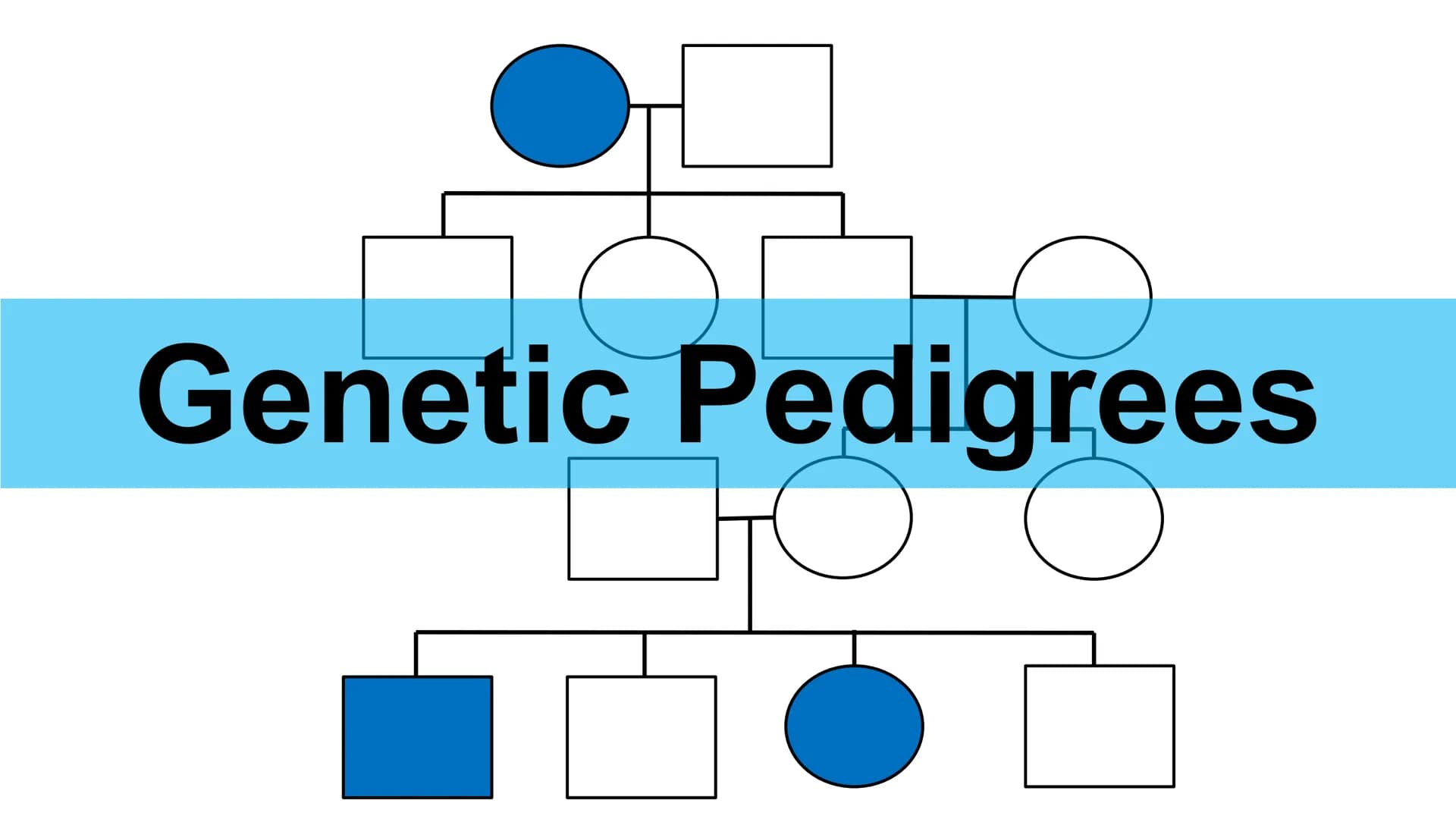 Genetic Pedigrees
O O
Goal: Identify the
genotypes of these
individuals by the
end of this video. Genetic Pedigrees
V
боо
●
Similar to famil