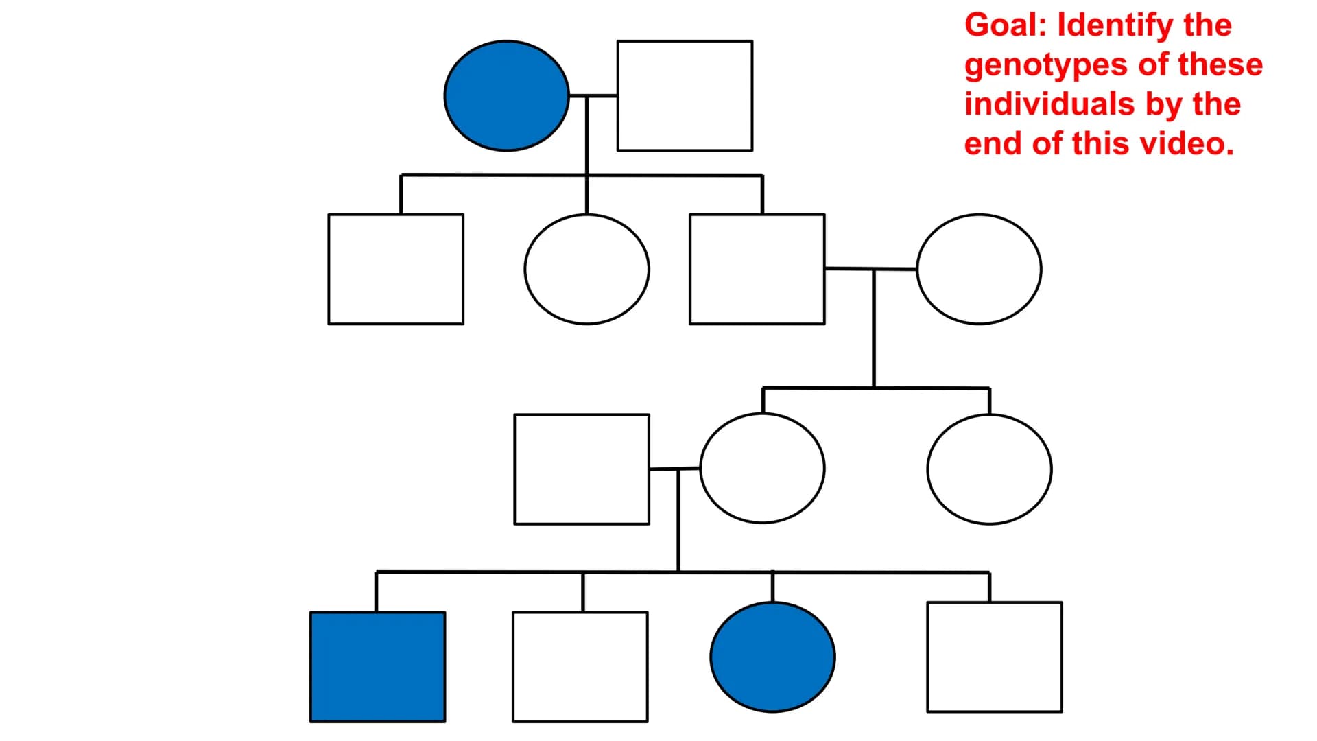 Genetic Pedigrees
O O
Goal: Identify the
genotypes of these
individuals by the
end of this video. Genetic Pedigrees
V
боо
●
Similar to famil