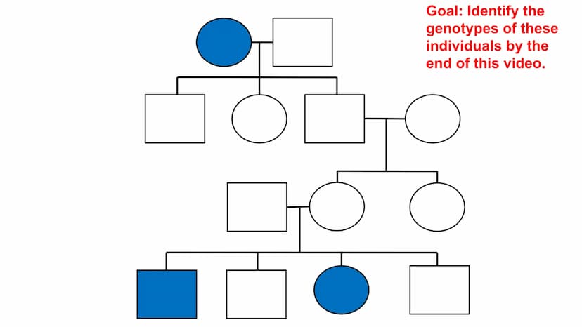 Genetic Pedigrees
O O
Goal: Identify the
genotypes of these
individuals by the
end of this video. Genetic Pedigrees
V
боо
●
Similar to famil