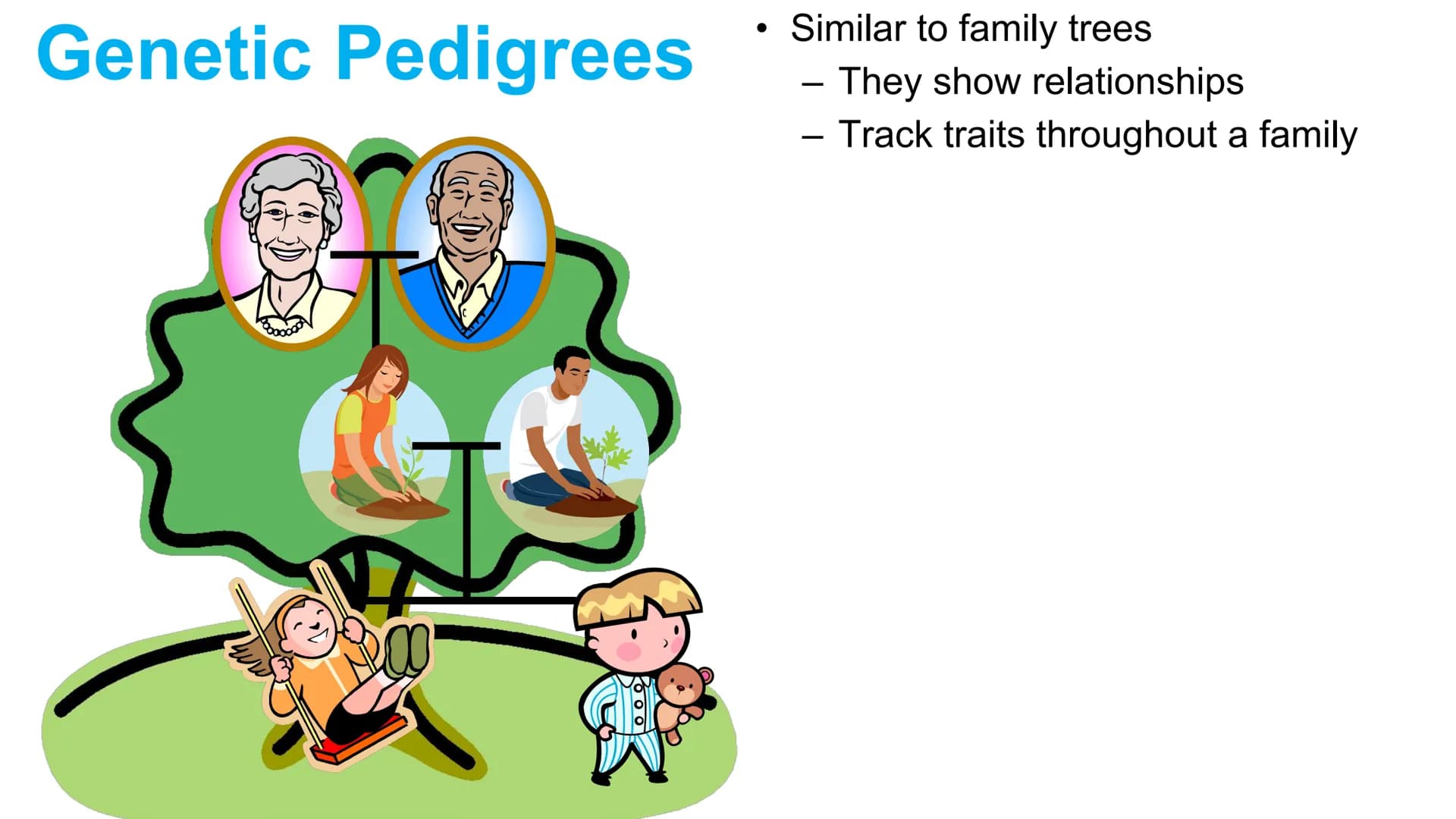 Genetic Pedigrees
O O
Goal: Identify the
genotypes of these
individuals by the
end of this video. Genetic Pedigrees
V
боо
●
Similar to famil