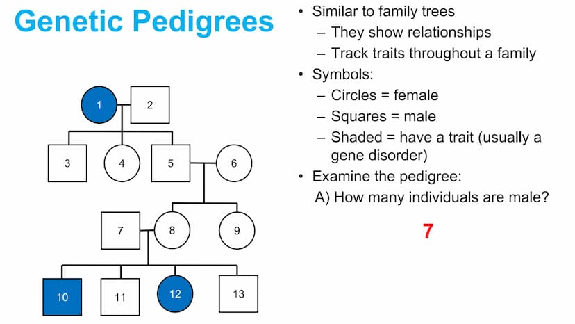 Genetic Pedigrees
O O
Goal: Identify the
genotypes of these
individuals by the
end of this video. Genetic Pedigrees
V
боо
●
Similar to famil