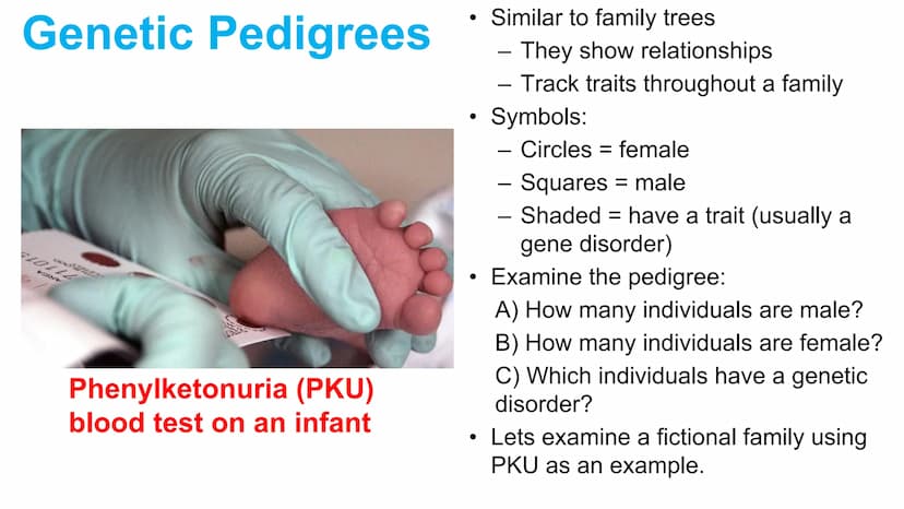 Genetic Pedigrees
O O
Goal: Identify the
genotypes of these
individuals by the
end of this video. Genetic Pedigrees
V
боо
●
Similar to famil