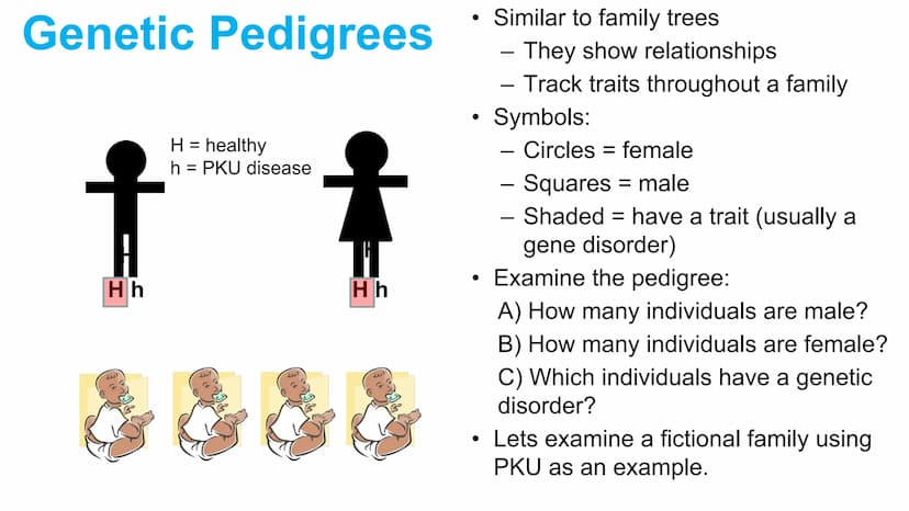 Genetic Pedigrees
O O
Goal: Identify the
genotypes of these
individuals by the
end of this video. Genetic Pedigrees
V
боо
●
Similar to famil