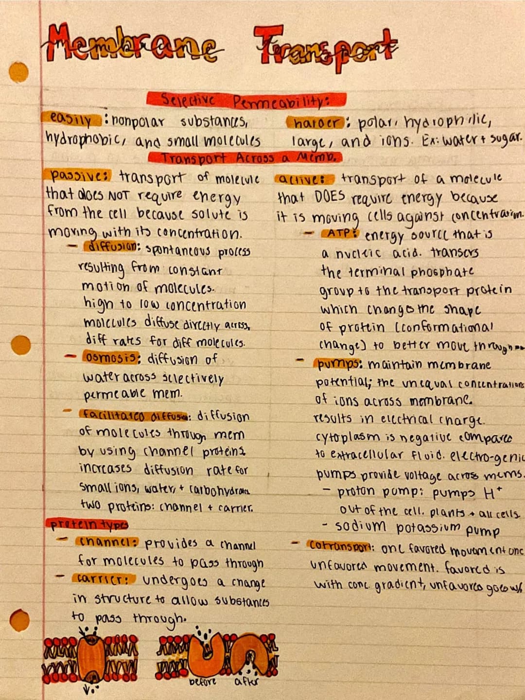 
<h2 id="nullhypothesispractice">Null Hypothesis Practice</h2>
<p>An example of null hypothesis in AP Biology is that there is no correlatio