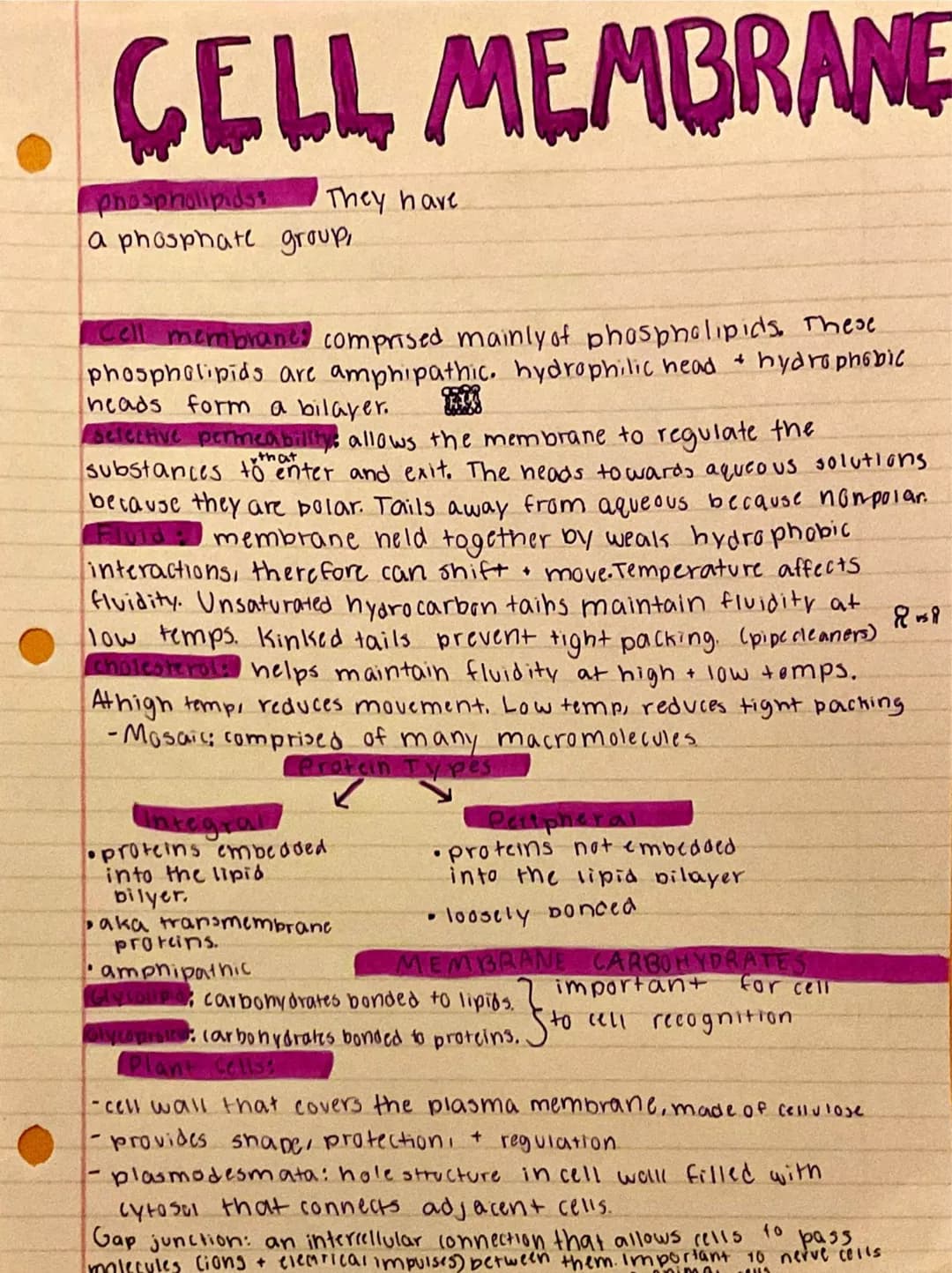 
<h2 id="nullhypothesispractice">Null Hypothesis Practice</h2>
<p>An example of null hypothesis in AP Biology is that there is no correlatio