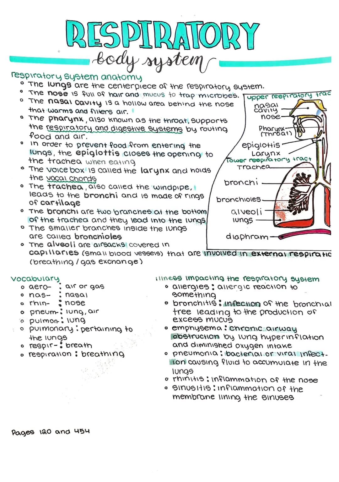respiratory System anatomy
• The lungs are the centerpiece of the respiratory system.
• The nose is full of hair and mucus to trap microbes.