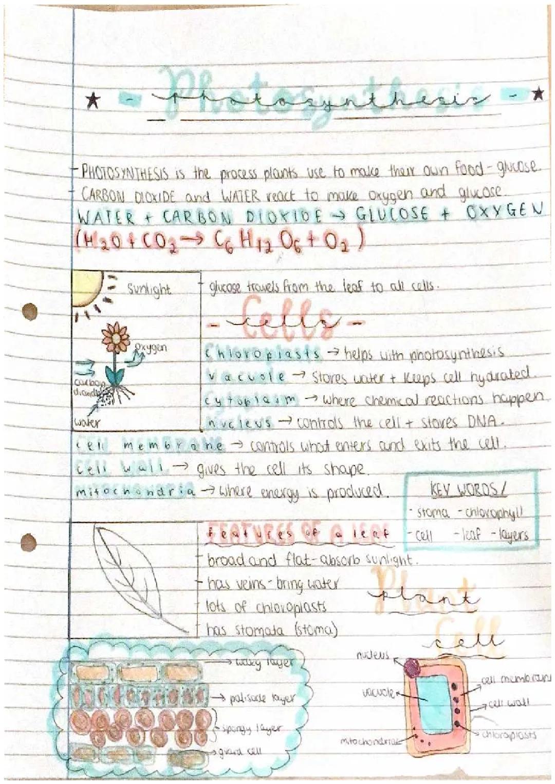 Photosynthesis for Kids: Easy Steps and Fun Diagrams