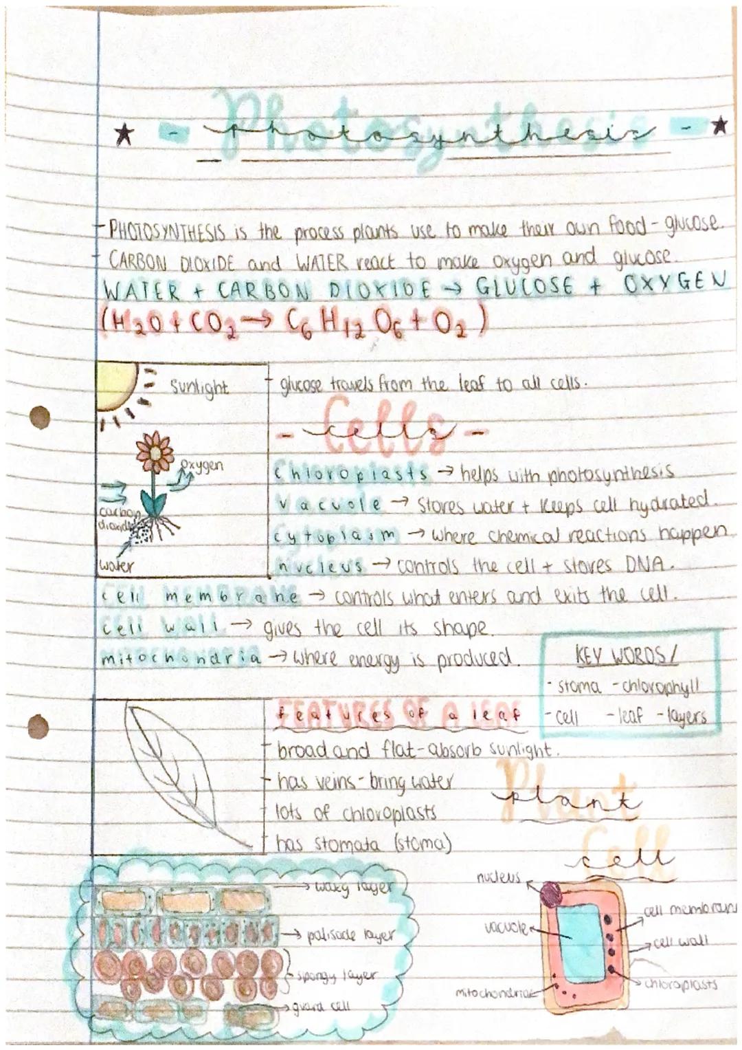 -Photosynthesir
-PHOTOSYNTHESIS is the process plants use to make their own food-glucose.
CARBON DIOXIDE and WATER react to make oxygen and 