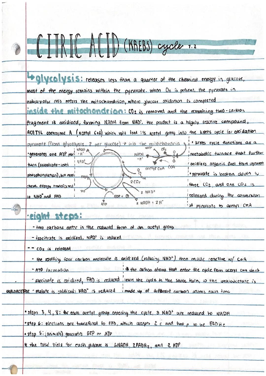 citric acid cycle (also called krebs cycle) 