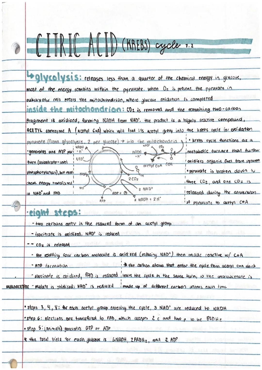 CITRIC ACID (KREBS) cycle 12
7.2
o
glycolysis: releases less than a quarter of the chemical energy in glucose,
most of the energy remains wi
