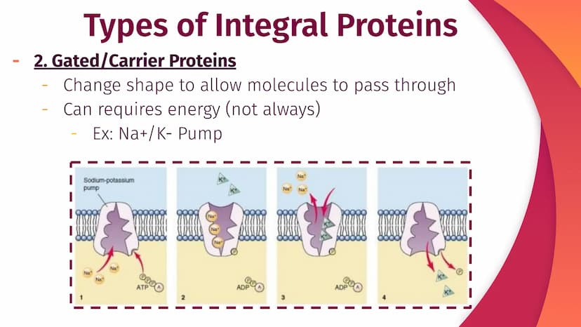 Cell Structure, Function,
and Transport
Chapter 5
|
I
||
|
I
I Plasma Membrane Structure
Membranes are composed of a phospholipid bilayer
Ex