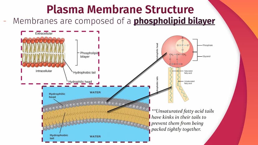 Cell Structure, Function,
and Transport
Chapter 5
|
I
||
|
I
I Plasma Membrane Structure
Membranes are composed of a phospholipid bilayer
Ex
