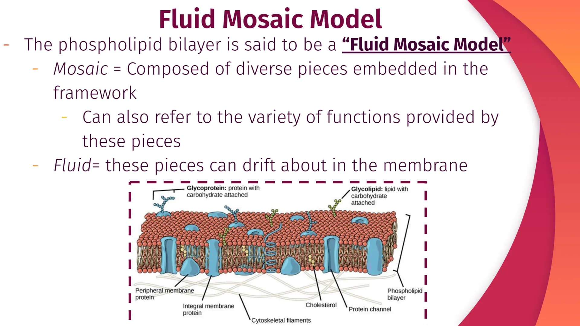 Cell Structure, Function,
and Transport
Chapter 5
|
I
||
|
I
I Plasma Membrane Structure
Membranes are composed of a phospholipid bilayer
Ex