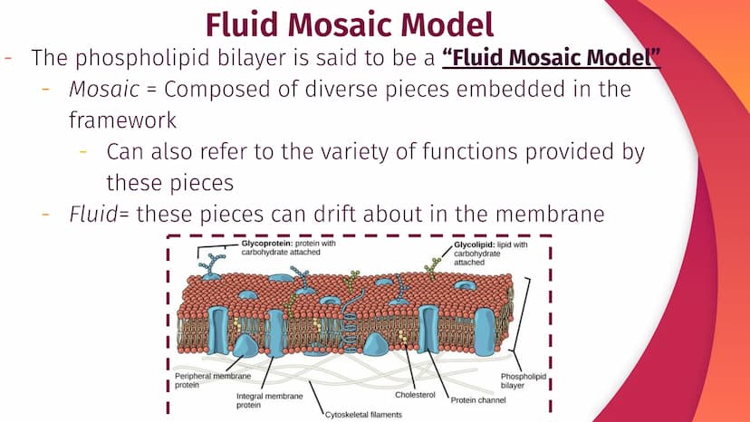 Cell Structure, Function,
and Transport
Chapter 5
|
I
||
|
I
I Plasma Membrane Structure
Membranes are composed of a phospholipid bilayer
Ex