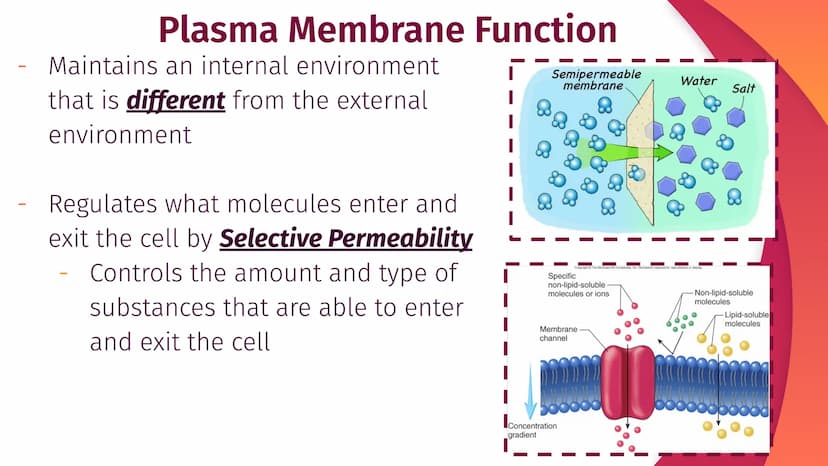 Cell Structure, Function,
and Transport
Chapter 5
|
I
||
|
I
I Plasma Membrane Structure
Membranes are composed of a phospholipid bilayer
Ex