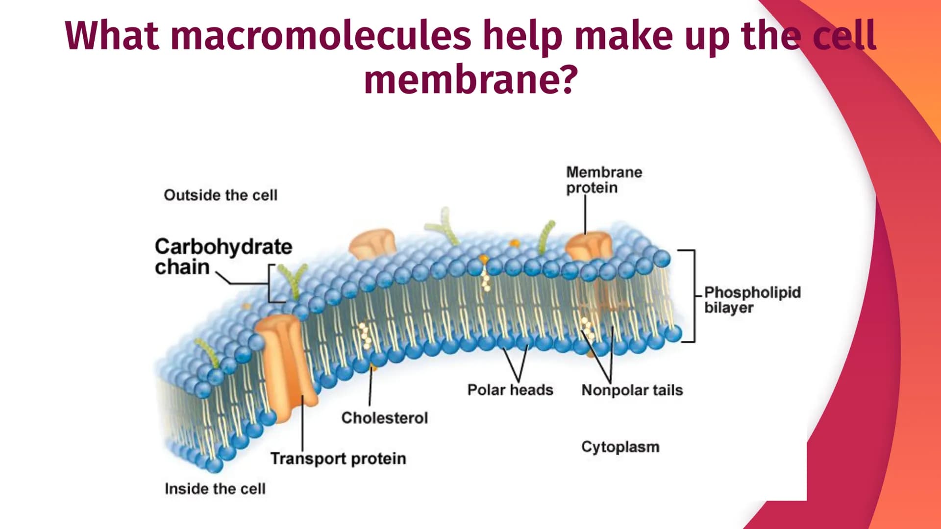 Cell Structure, Function,
and Transport
Chapter 5
|
I
||
|
I
I Plasma Membrane Structure
Membranes are composed of a phospholipid bilayer
Ex