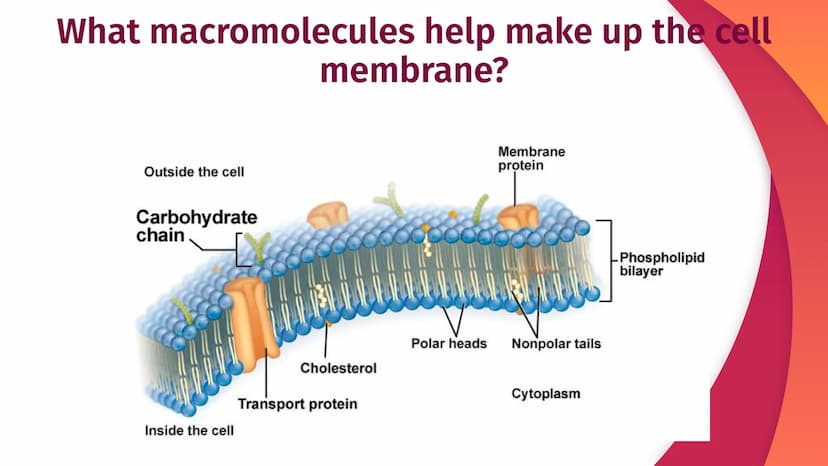 Cell Structure, Function,
and Transport
Chapter 5
|
I
||
|
I
I Plasma Membrane Structure
Membranes are composed of a phospholipid bilayer
Ex