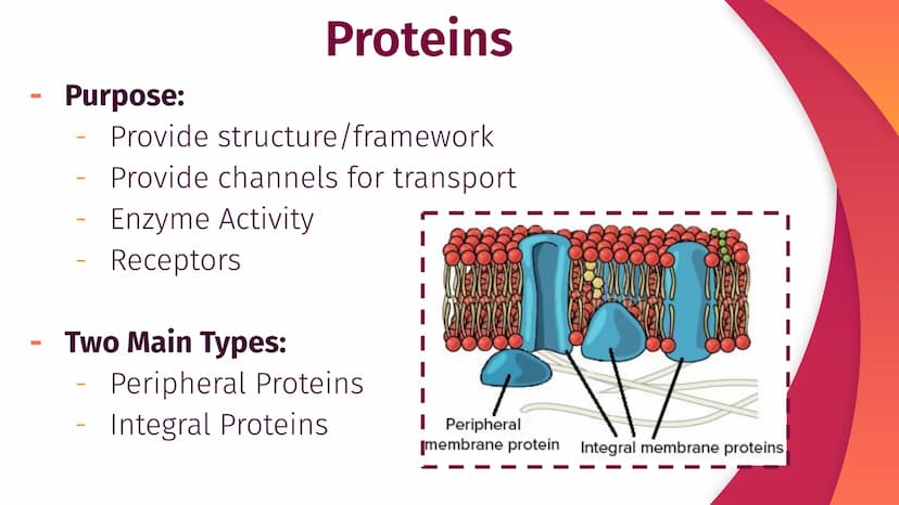 Cell Structure, Function,
and Transport
Chapter 5
|
I
||
|
I
I Plasma Membrane Structure
Membranes are composed of a phospholipid bilayer
Ex