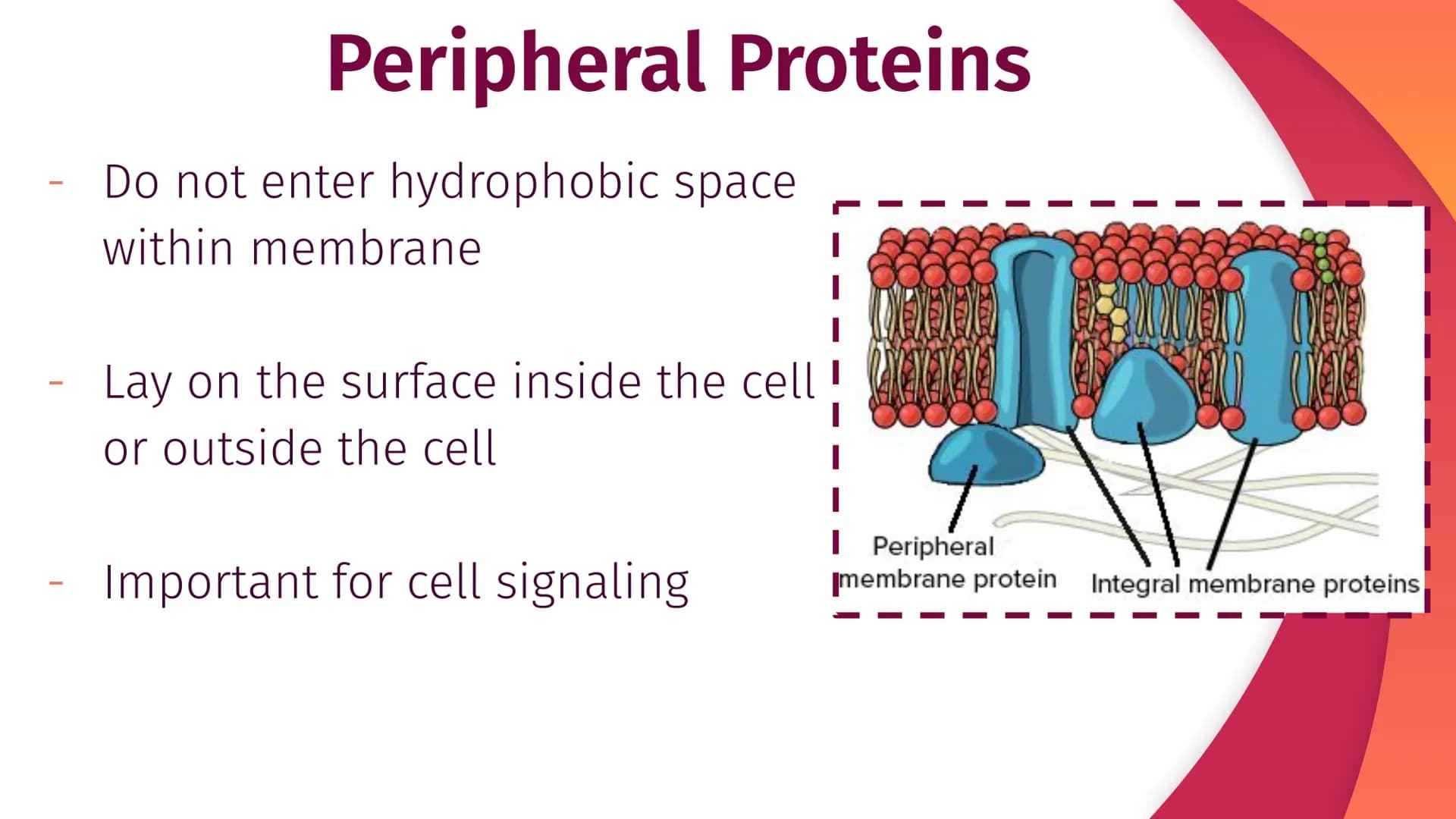 Cell Structure, Function,
and Transport
Chapter 5
|
I
||
|
I
I Plasma Membrane Structure
Membranes are composed of a phospholipid bilayer
Ex