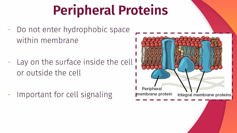 Cell Structure, Function,
and Transport
Chapter 5
|
I
||
|
I
I Plasma Membrane Structure
Membranes are composed of a phospholipid bilayer
Ex