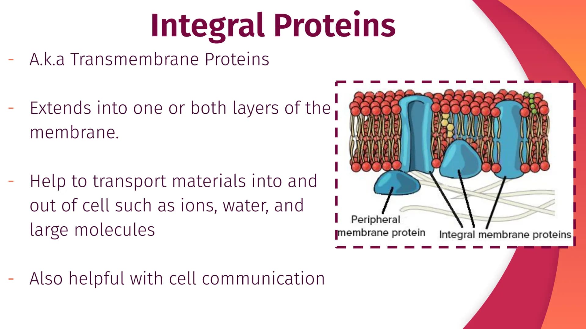 Cell Structure, Function,
and Transport
Chapter 5
|
I
||
|
I
I Plasma Membrane Structure
Membranes are composed of a phospholipid bilayer
Ex