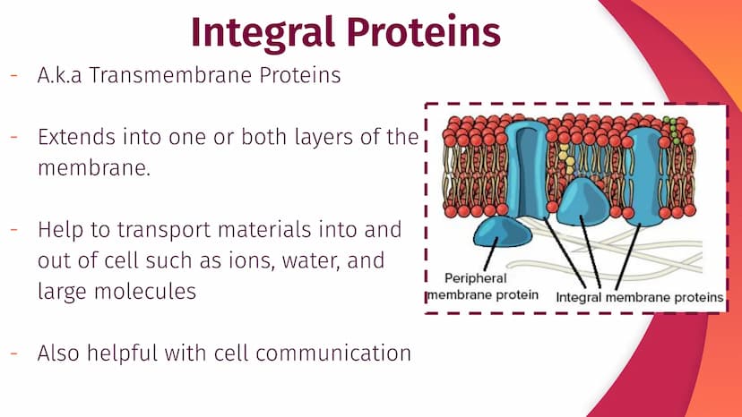 Cell Structure, Function,
and Transport
Chapter 5
|
I
||
|
I
I Plasma Membrane Structure
Membranes are composed of a phospholipid bilayer
Ex