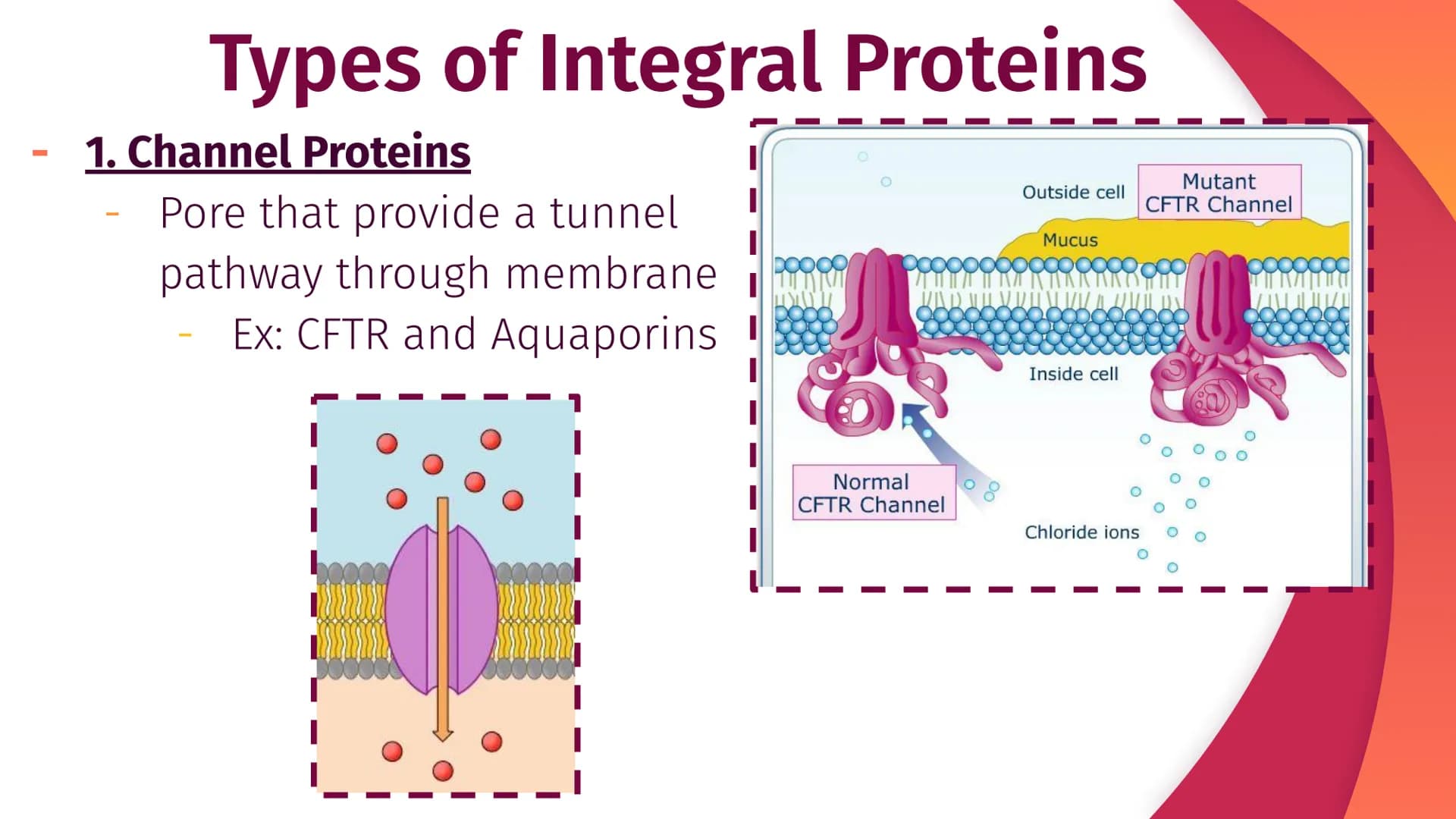 Cell Structure, Function,
and Transport
Chapter 5
|
I
||
|
I
I Plasma Membrane Structure
Membranes are composed of a phospholipid bilayer
Ex