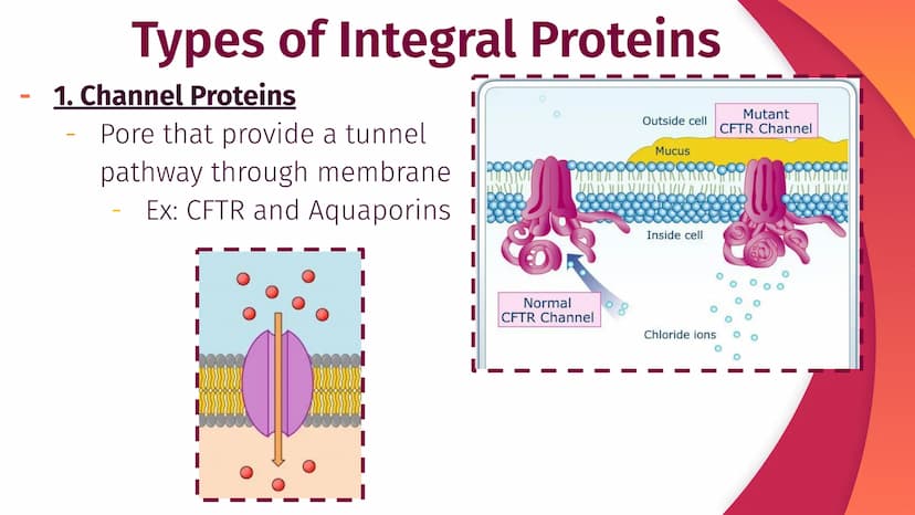 Cell Structure, Function,
and Transport
Chapter 5
|
I
||
|
I
I Plasma Membrane Structure
Membranes are composed of a phospholipid bilayer
Ex