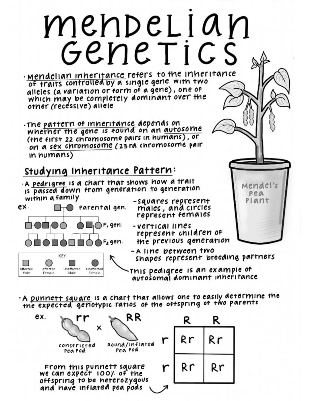• Mendelian inheritance refers to the inheritance
of traits controlled by a single gene with two
alleles (a variation or form of a gene), on