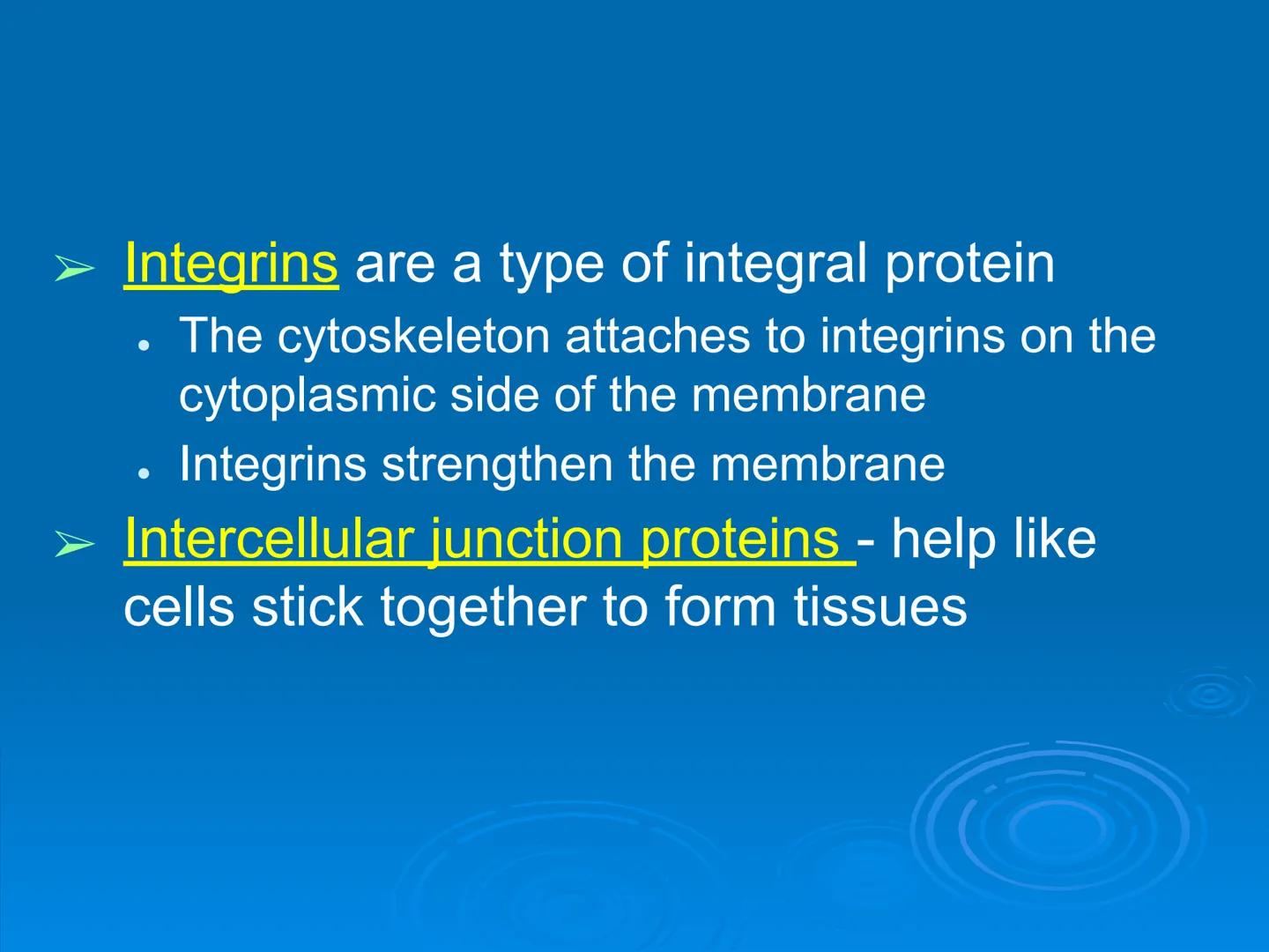 Membrane Structure and
Function Membranes organize the chemical
activities of cells.
Membrane Function
The outer plasma membrane
forms a bou