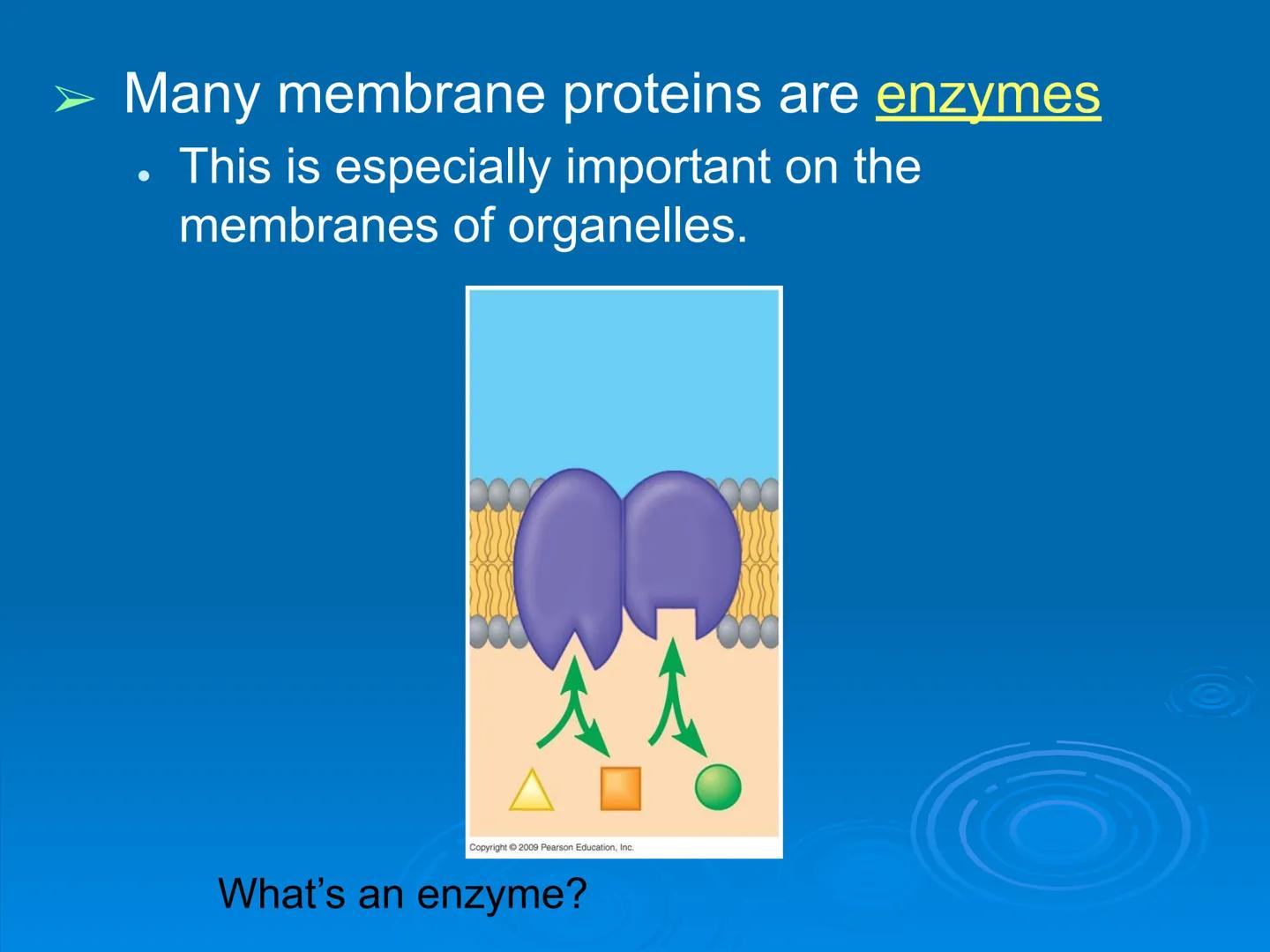 Membrane Structure and
Function Membranes organize the chemical
activities of cells.
Membrane Function
The outer plasma membrane
forms a bou