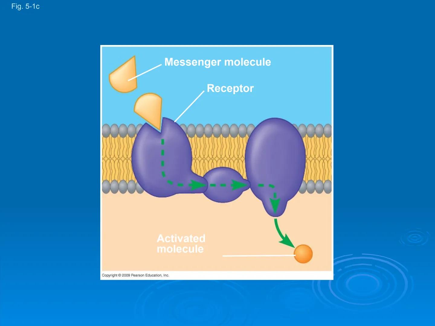 Membrane Structure and
Function Membranes organize the chemical
activities of cells.
Membrane Function
The outer plasma membrane
forms a bou