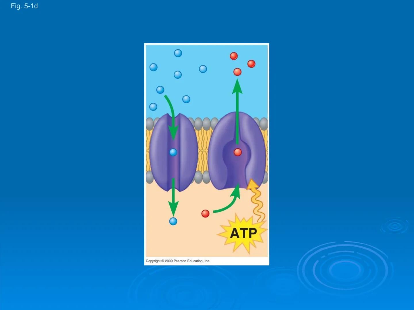 Membrane Structure and
Function Membranes organize the chemical
activities of cells.
Membrane Function
The outer plasma membrane
forms a bou