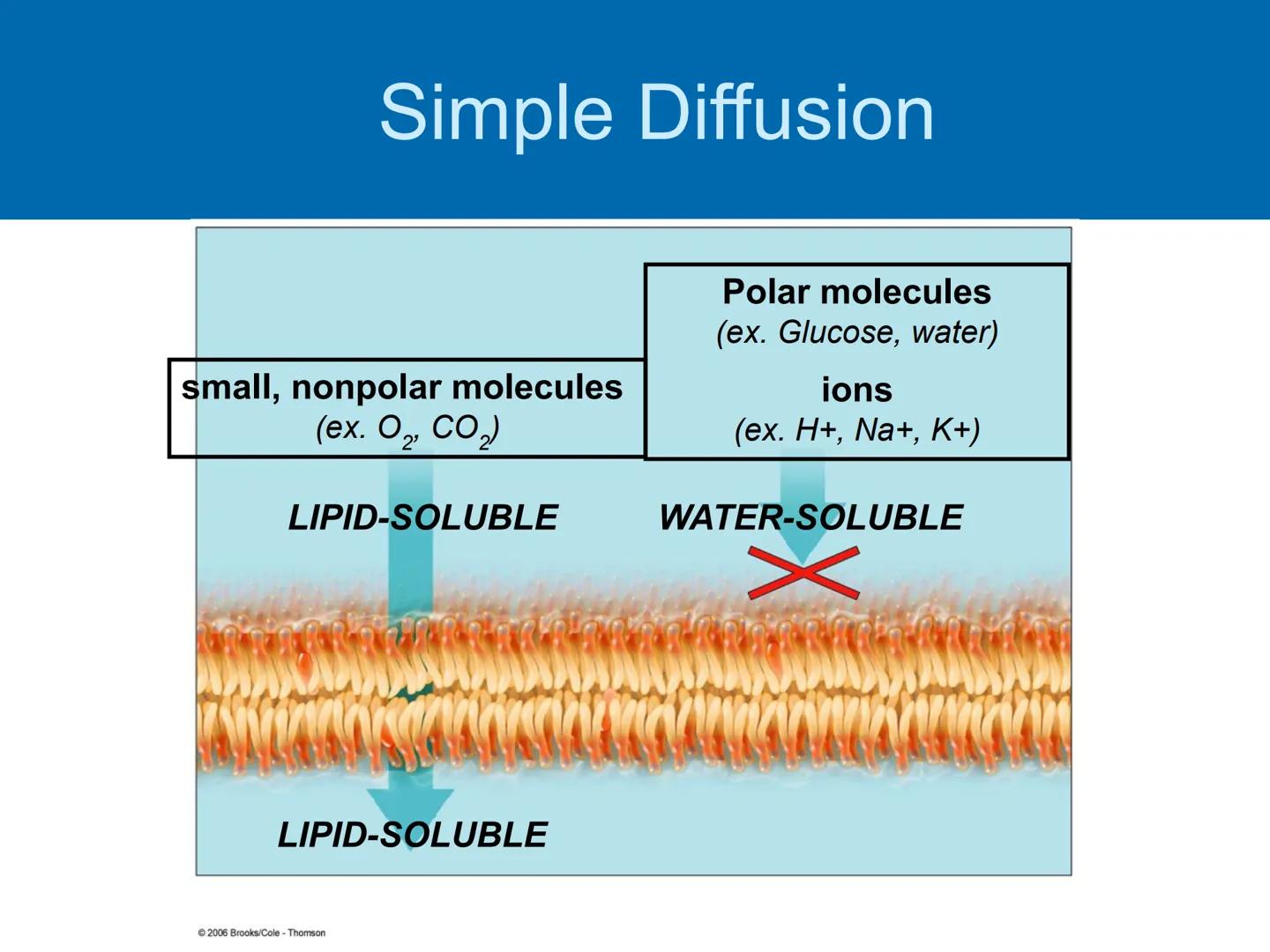 Membrane Structure and
Function Membranes organize the chemical
activities of cells.
Membrane Function
The outer plasma membrane
forms a bou