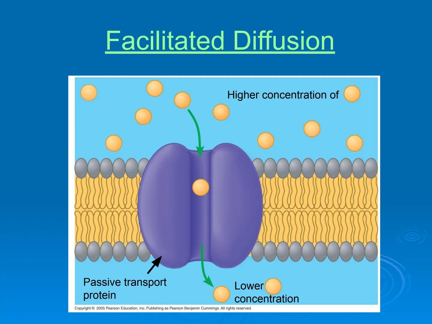 Membrane Structure and
Function Membranes organize the chemical
activities of cells.
Membrane Function
The outer plasma membrane
forms a bou