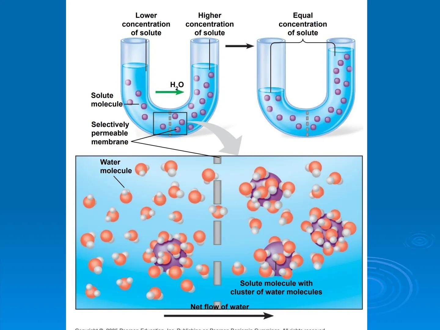 Membrane Structure and
Function Membranes organize the chemical
activities of cells.
Membrane Function
The outer plasma membrane
forms a bou