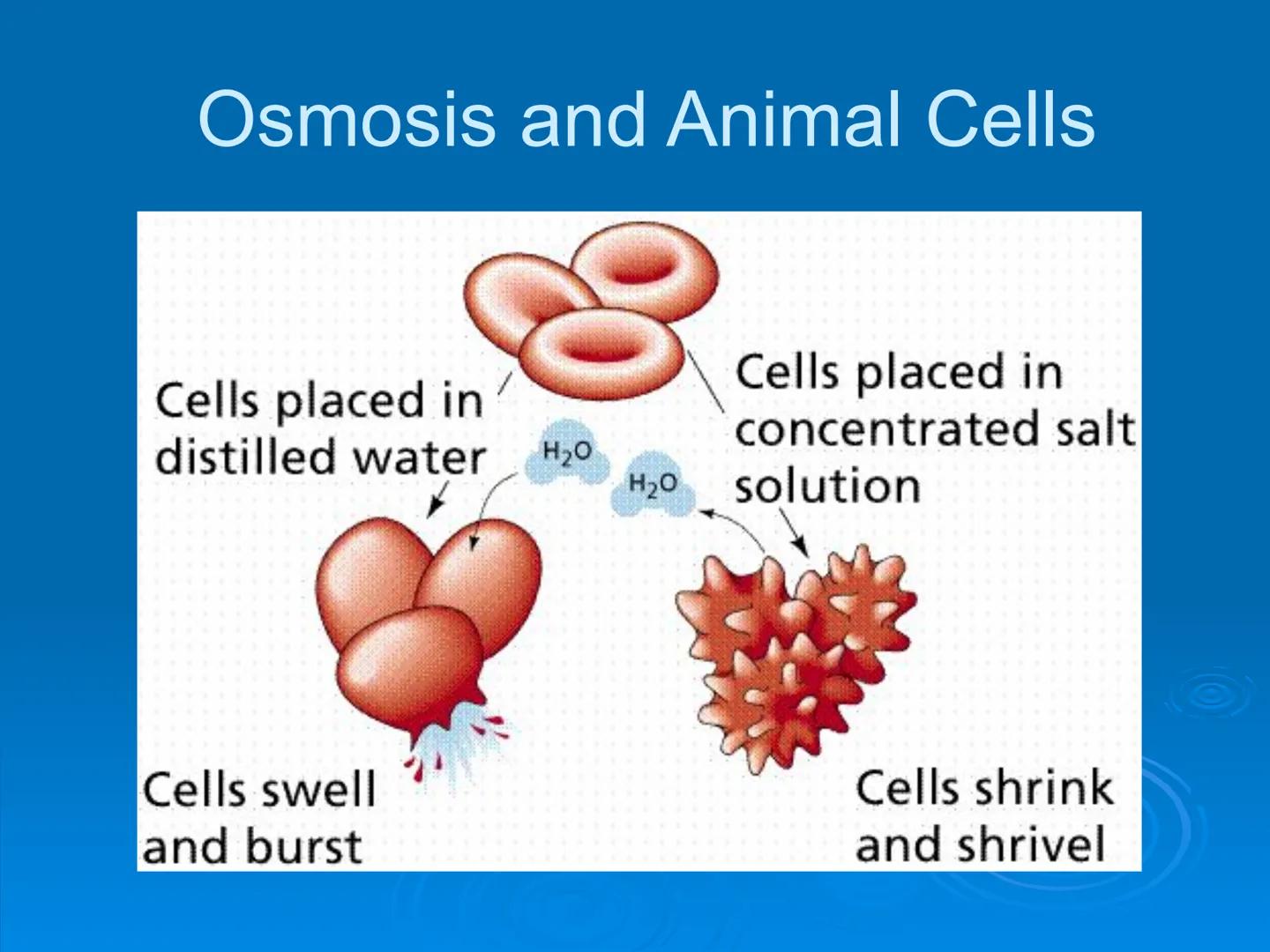 Membrane Structure and
Function Membranes organize the chemical
activities of cells.
Membrane Function
The outer plasma membrane
forms a bou