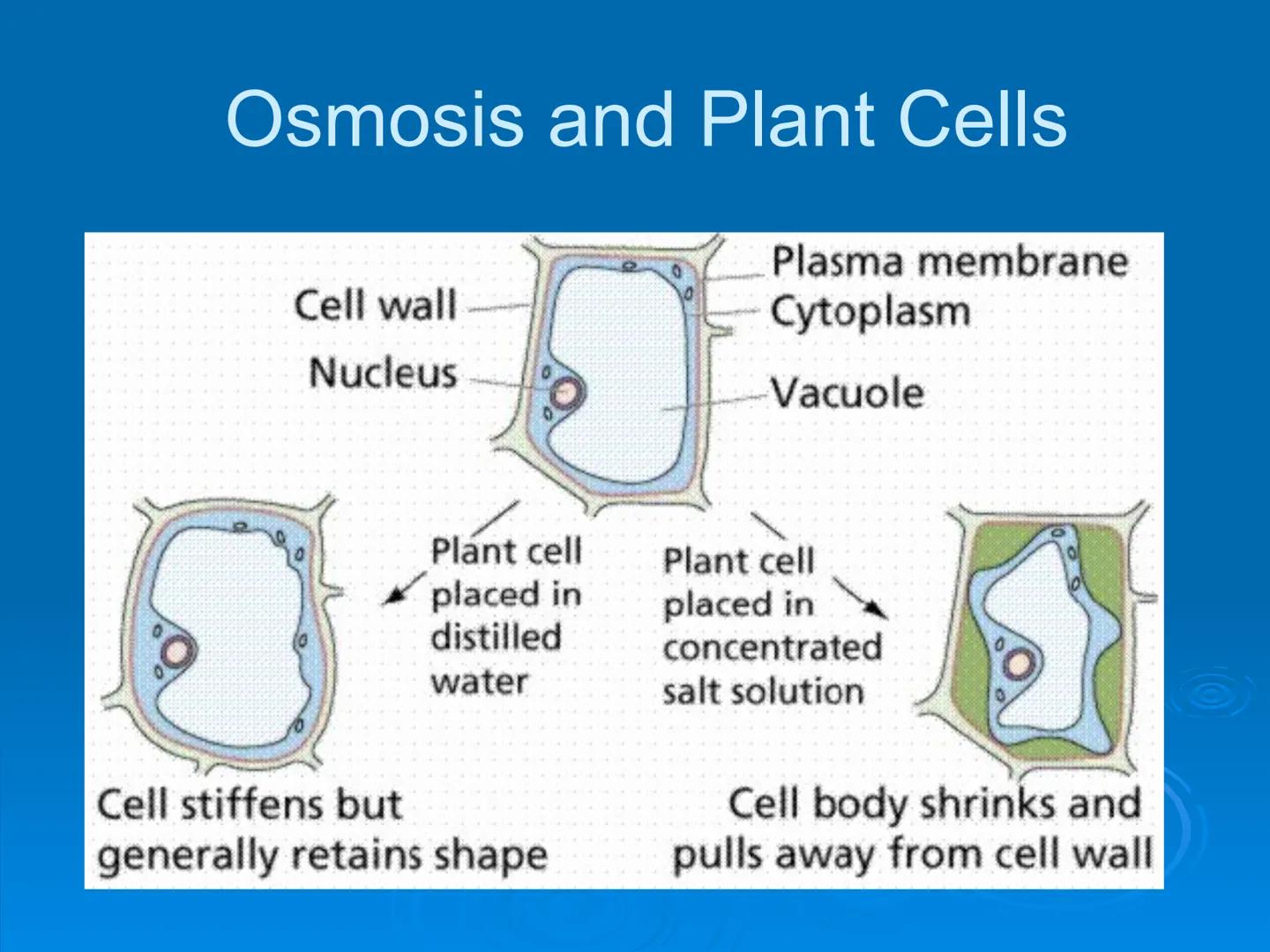 Membrane Structure and
Function Membranes organize the chemical
activities of cells.
Membrane Function
The outer plasma membrane
forms a bou