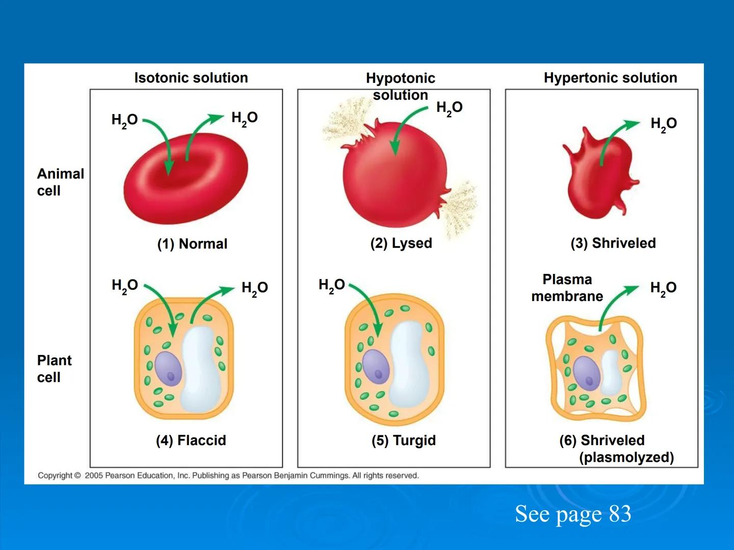 Membrane Structure and
Function Membranes organize the chemical
activities of cells.
Membrane Function
The outer plasma membrane
forms a bou